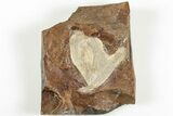 Fossil Ginkgo Leaf From North Dakota - Paleocene #201265-1